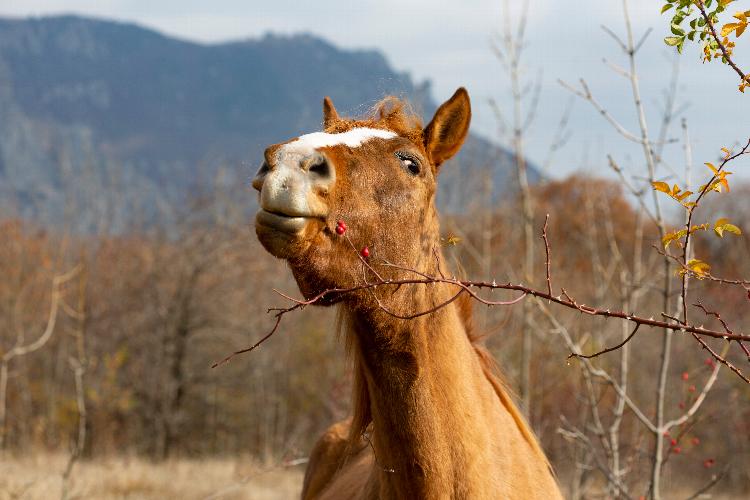 Discover how animals use their natural habitat for health and well-being 