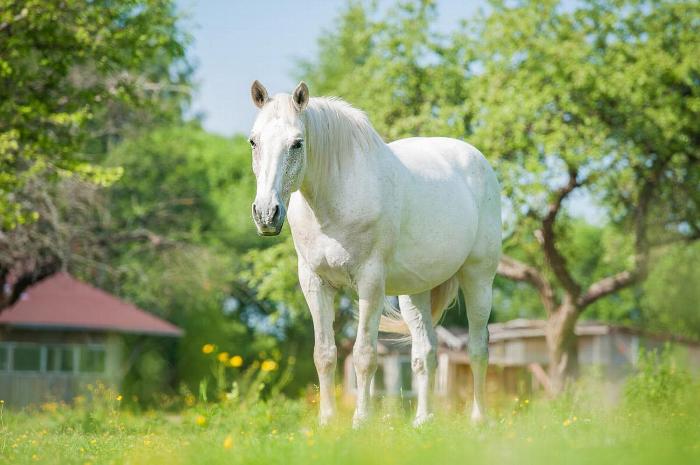 A horse in a field