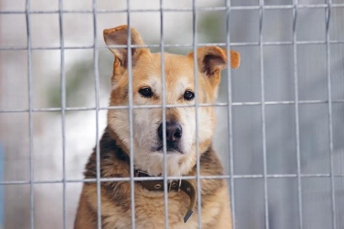 A dog in a kennel