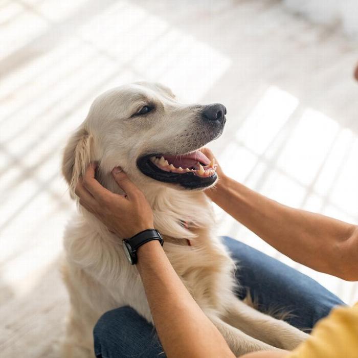 A dog with its owner