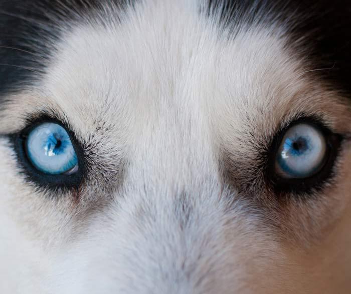 A close up of huskys eyes